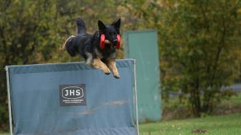 Apportieren und mehr: Die Hundesportler aus Lingen-Bramsche freuen sich auf die Ausrichtung der Landesgruppenprüfung 2022.
