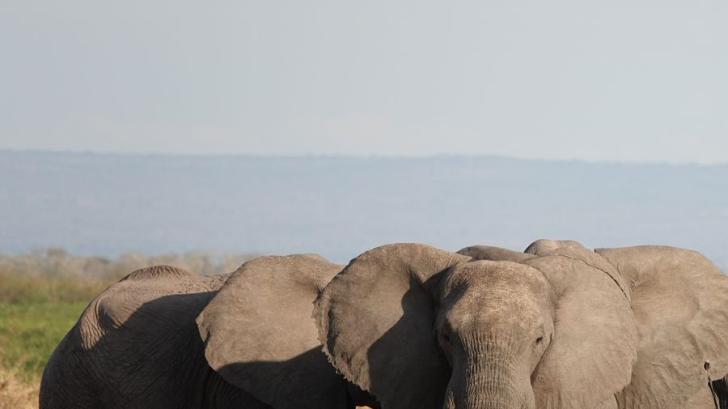 Diese Elefanten müssen weite Wege auf sich nehmen, um nach Wasser zu suchen. Foto: Kristin Palitza/dpa