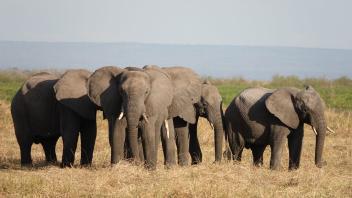Diese Elefanten müssen weite Wege auf sich nehmen, um nach Wasser zu suchen. Foto: Kristin Palitza/dpa