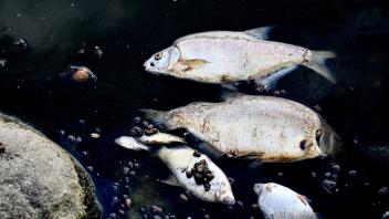 Tote Fische schwimmen an der Wasseroberfläche des deutsch-polnischen Grenzflusses Oder. Foto: Marcin Bielecki/PAP/dpa