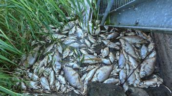 Tote Fische haben sich an einem Wehr im deutsch-polnischen Grenzfluss Westoder gesammelt. Foto: Patrick Pleul/dpa