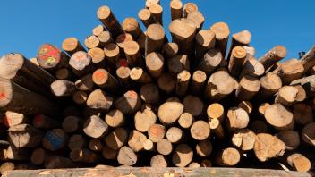 Hohe Nachfrage nach Brennholz im Sommer - Preise gestiegen
