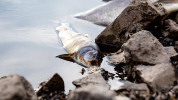 News Themen der Woche KW32 News Bilder des Tages August 13, 2022, Kustrien-Kietz, Germany: Dead fish laying on the bank