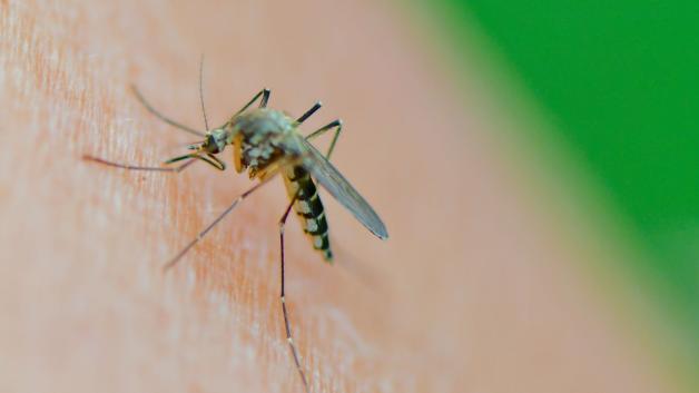 Eine Mücke der Art Aedes vexans saugt Blut aus dem Arm einer Frau. 