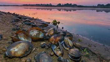 Tote Muscheln und Wasserschnecken liegen am Morgen am Ufer vom deutsch-polnischen Grenzfluss Oder. Foto: Patrick Pleul/dpa