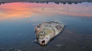 dpatopbilder - Ein toter Blei in der Oder. Foto: Patrick Pleul/dpa