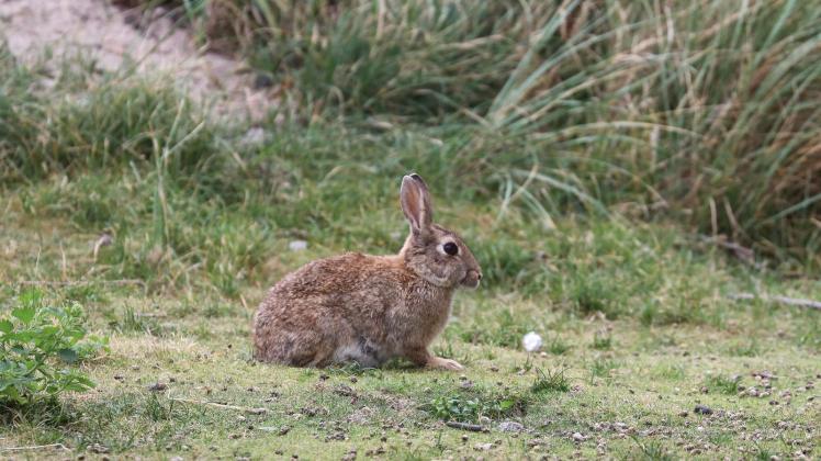 Auf der Insel Norderney leben eine Menge Kaninchen. Foto: Volker Bartels/dpa