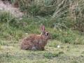 Auf der Insel Norderney leben eine Menge Kaninchen. Foto: Volker Bartels/dpa