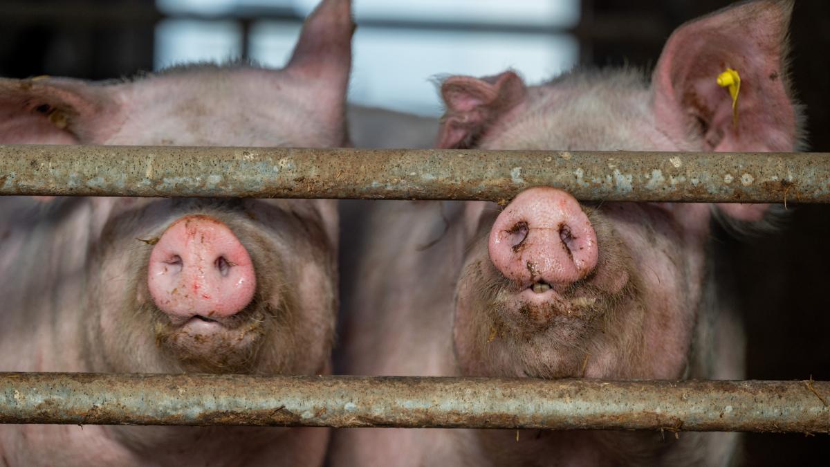 Many Emsland farms are not insured against swine fever