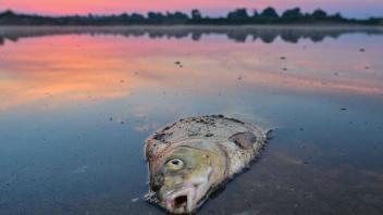 dpatopbilder - Ein toter Blei liegt am frühen Morgen im flachen Wasser vom deutsch-polnischen Grenzfluss Oder. Foto: Patrick Pleul/dpa
