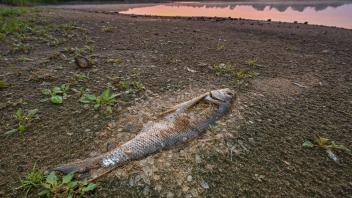 Ein toter Fisch, der schon stark verwest ist, liegt am Ufer vom deutsch-polnischen Grenzfluss Oder. Foto: Patrick Pleul/dpa