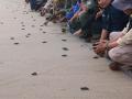 Die kleinen Schildkröten finden ihren Weg ins Meer alleine, aber unter dem Blick vieler Zuschauer. Foto: Aman Rochman/ZUMA Press Wire/dpa
