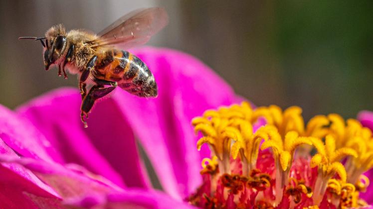Eine Biene sucht nach Nektar in einer Zinnienbluete am 07.08.2022 in Erfurt. search: Symbolfoto Symbolbild Symbolphoto s