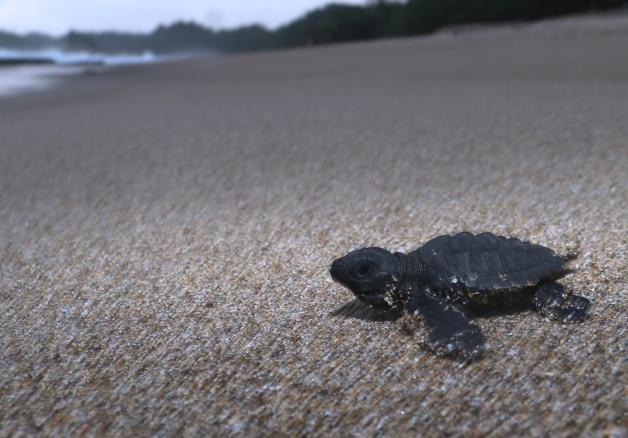 Eine Baby-Oliv-Bastardschildkröte bewegt sich nach ihrer Freilassung am Strand von Bajulmati auf das Wasser zu. 