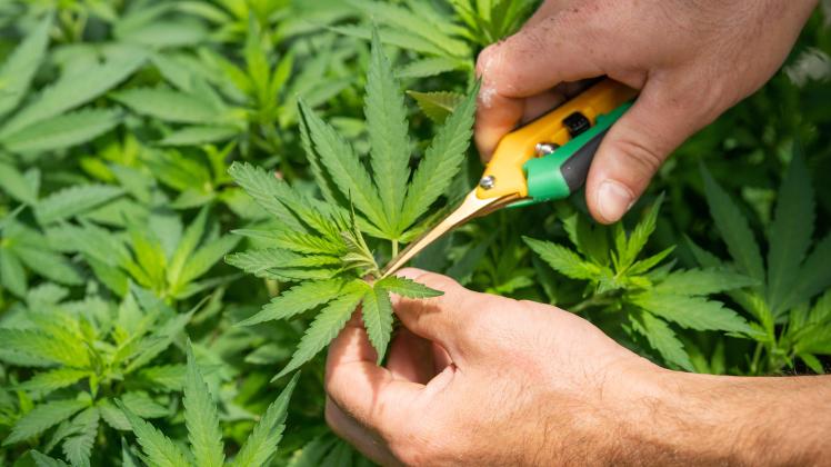 Die Legalisierung von Cannabis hat auch negative Folgen für Cannabis-Farmer. 