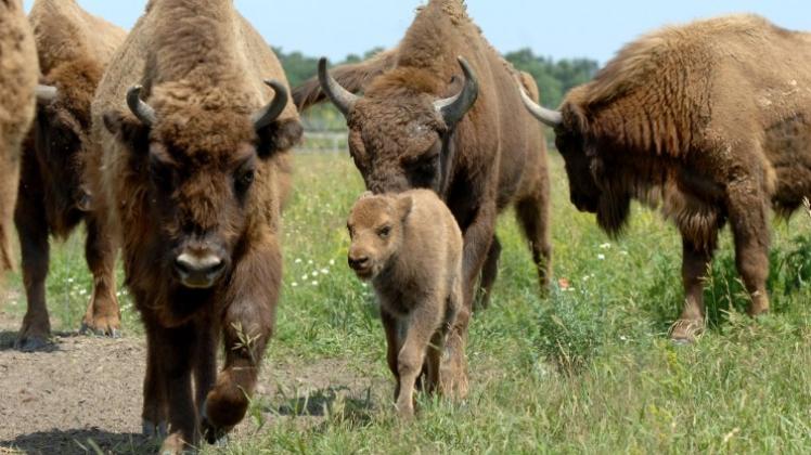 Nächstes Massensterben der Arten? NOZ