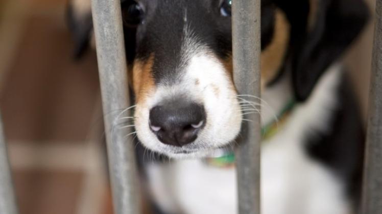 Ausgesetzt - Im Tierheim Osnabrück Herrscht Drangvolle Enge | NOZ