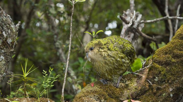 Kakapo Strigops habroptilus male Codfish Island Whenua Hou Southland New Zealand February