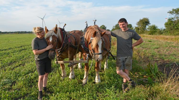 Nachhaltige Landwirtschaft: Maike und Michael Pleger stehen mit ihren Schleswiger Kaltblutpferden auf einem Acker in Sprakebüll (August 2022).