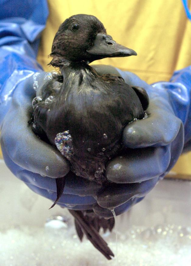 Öl verklebt die Federn von Seevögeln. So können sie nicht mehr fliegen.