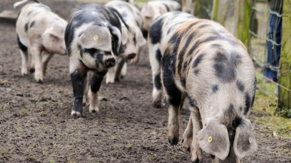 Zum Anbeißen: Das Bunte Bentheimer Schwein im Aufwind. | SHZ