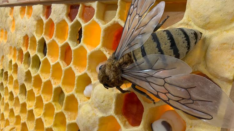 In einer Ausstellung können Besucher an einer vergrößerten Wabe den Aufbau eines Bienenstocks nachvollziehen. 