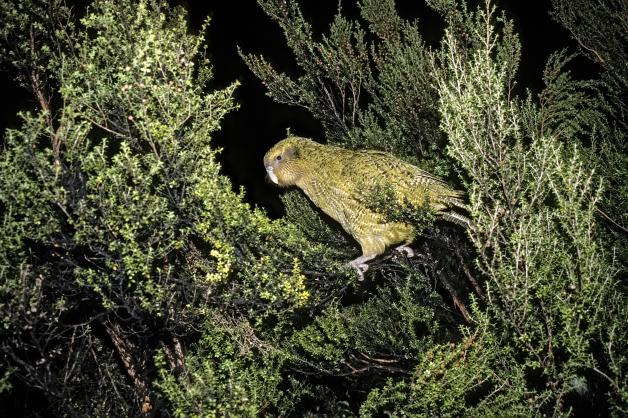 Der Kakapo ist nachtaktiv. 