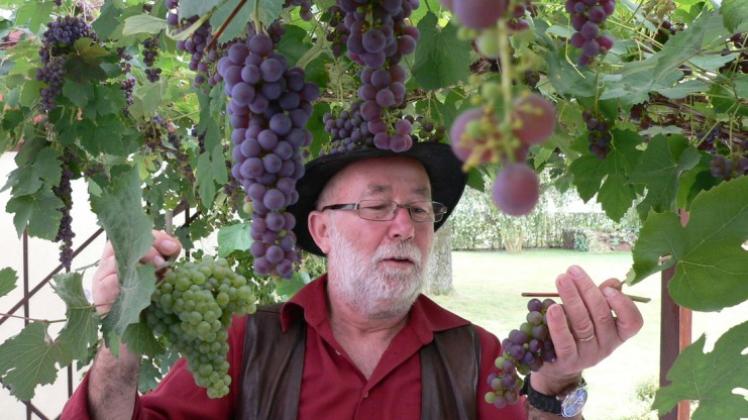 Geduld hat sich ausgezahlt: Ende September (Bild) waren Peter Fischer-Blessin die Trauben noch nicht reif genug.