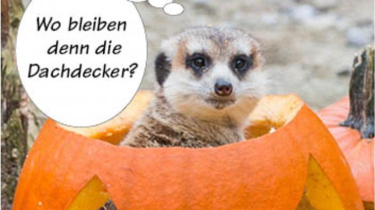 Dem Erdmännchen-Haus fehlt ein Dach, findet Anita Ratering aus Spelle.