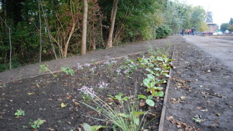 Niedersachsens Landwirtschaftsminister Christian Meyer besichtigt das Landesgartenschau-Gelände in Papenburg.