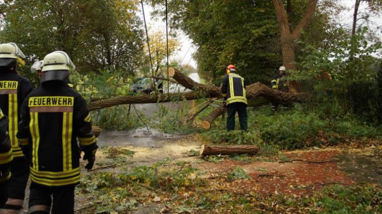 Bohmte: Die Feuerwehr entsorgte am Sonntag einen umgestürzten Baum in der Bohmterheide. Ein Motorradfahrer, der die Straße entlang fuhr, hatte Glück: Zwar stürzte er nach einer Vollbremsung, blieb aber unverletzt - sowohl vom Baum als auch von seinem Sturz. 