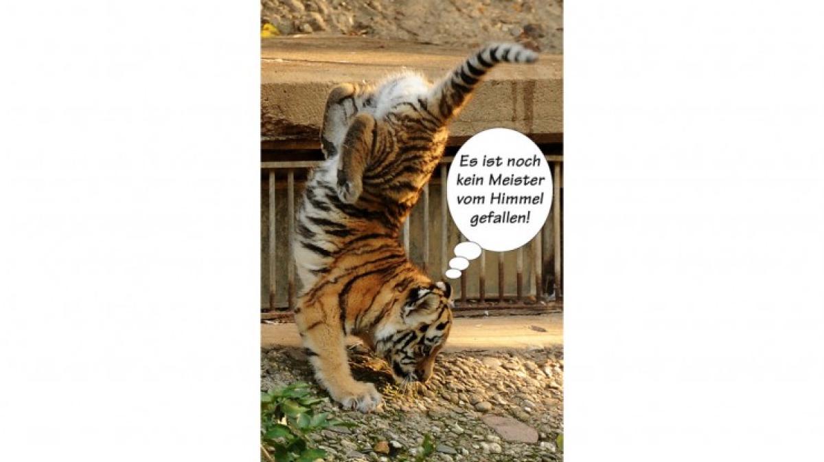 Tierische Sprüche NOZ