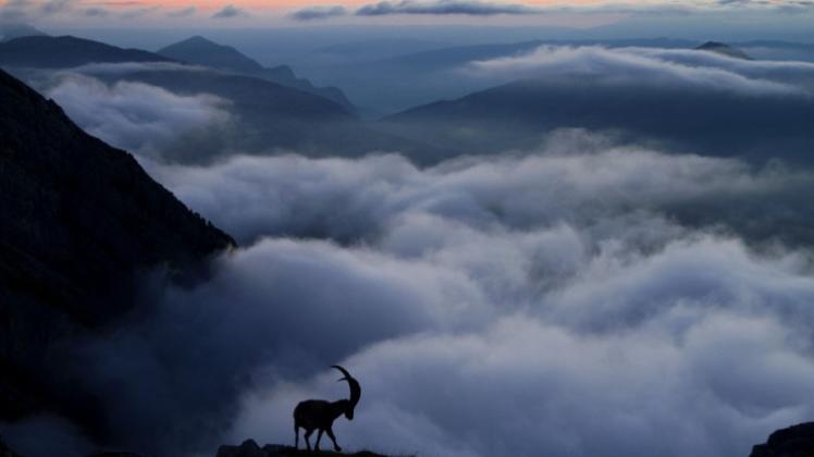 In den Französischen Alpen fotografierte Jérémie Villet diesen Steinbock im Sonnenuntergang. Das Bild wurde ausgezeichnet in der Kategorie &quot;Tiere in ihrem Lebensraum&quot;