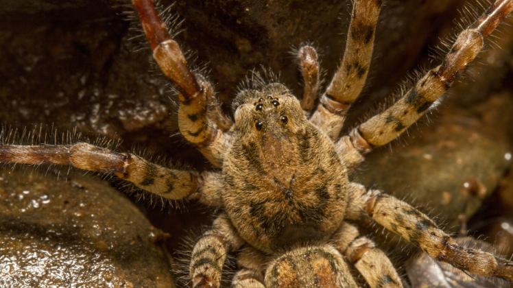 Close up view of a Zoropsis spinimana spider. (membio)