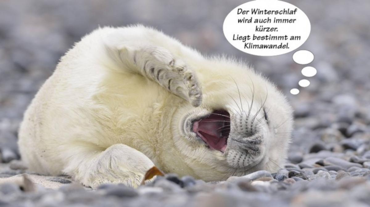 Tierische Sprüche SHZ