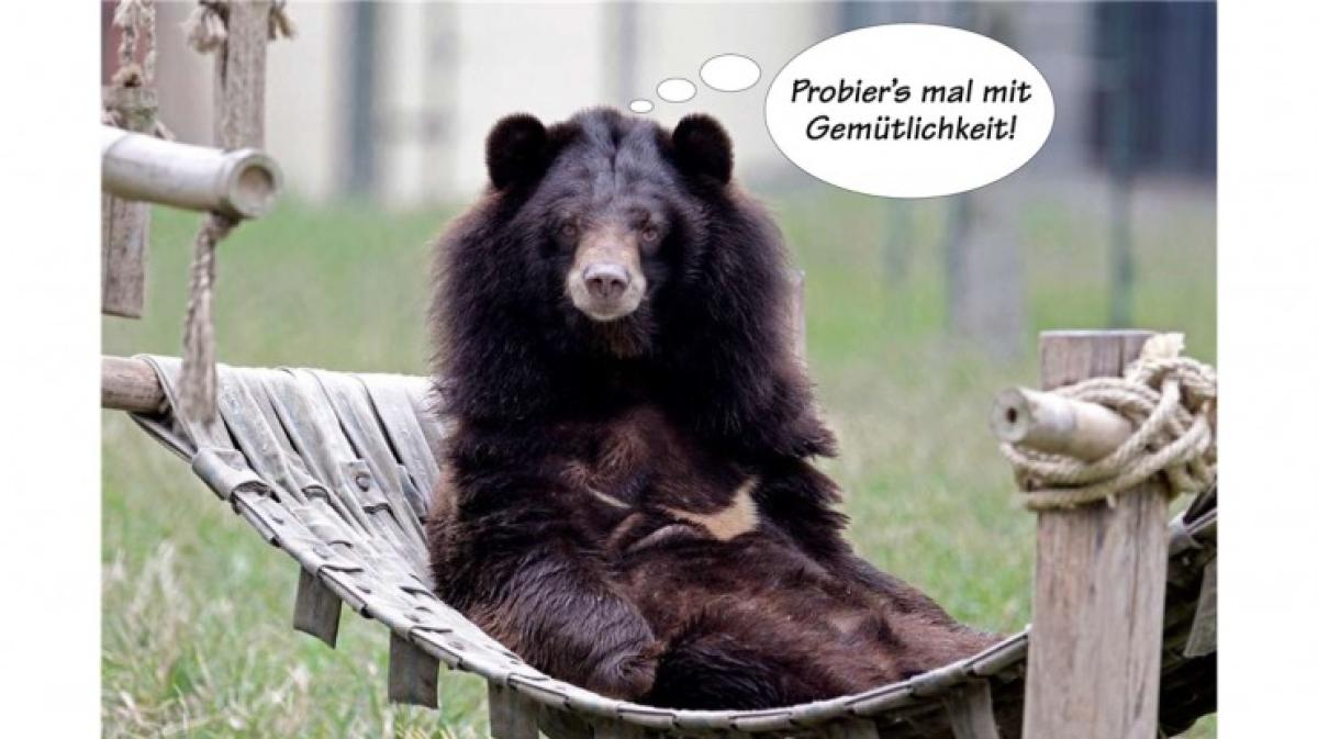 Tierische Sprüche NOZ