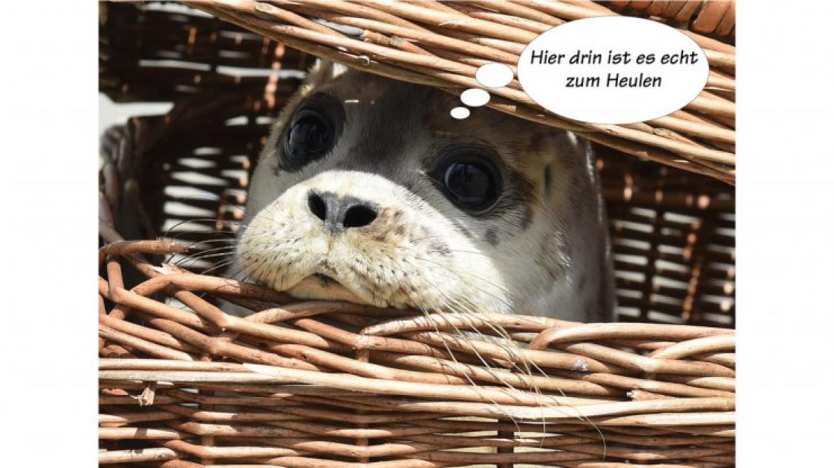 Tierische Sprüche SHZ