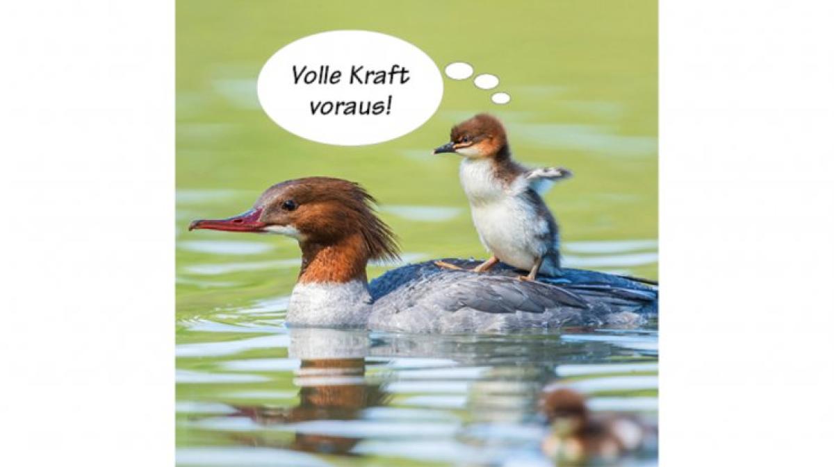 Tierische Sprüche NOZ