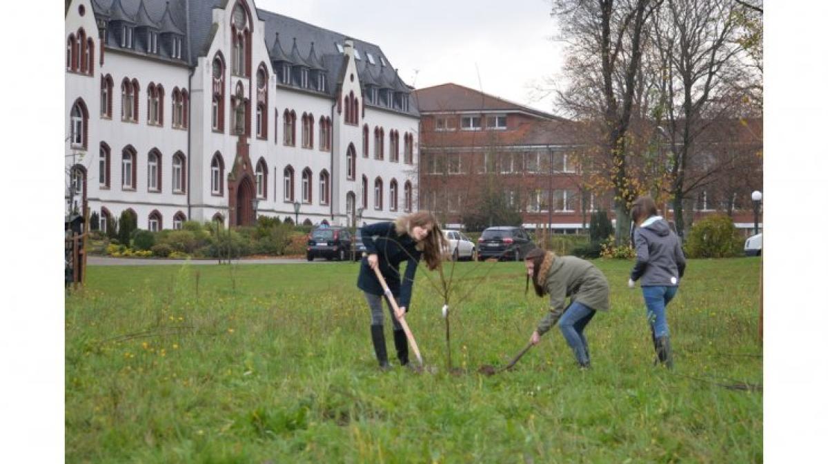 Noch mehr Nutzen und Zierde NOZ
