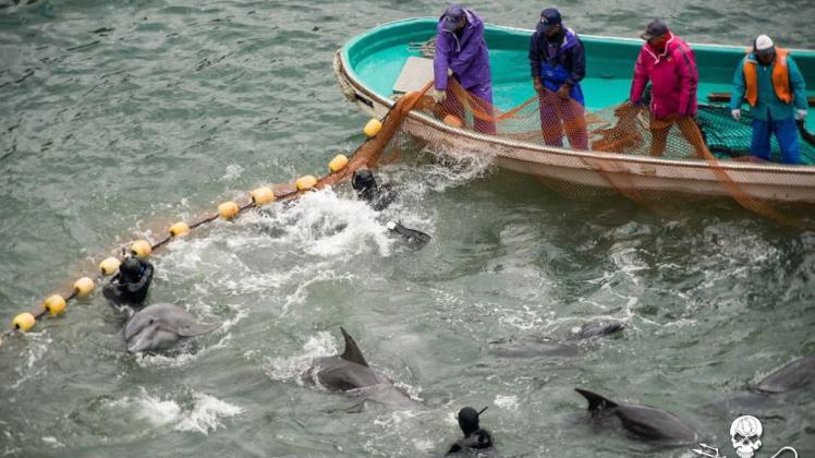 Delfinjagd in Taiji, Japan