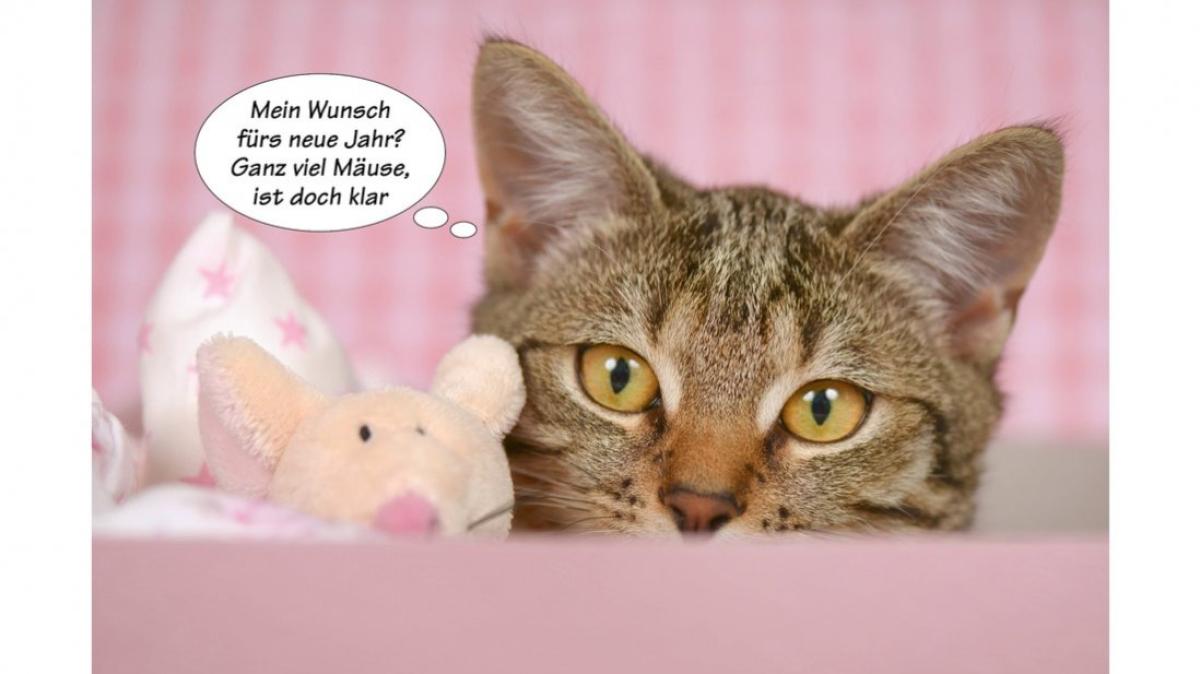 Tierische Sprüche NOZ