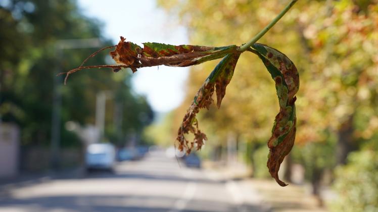 Bäume leiden unter Trockenheit
