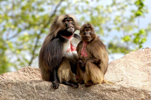Bei vielen Primaten wie auch dem Dschelada ist der Sexualdimorphismus deutlich ausgeprägter. 