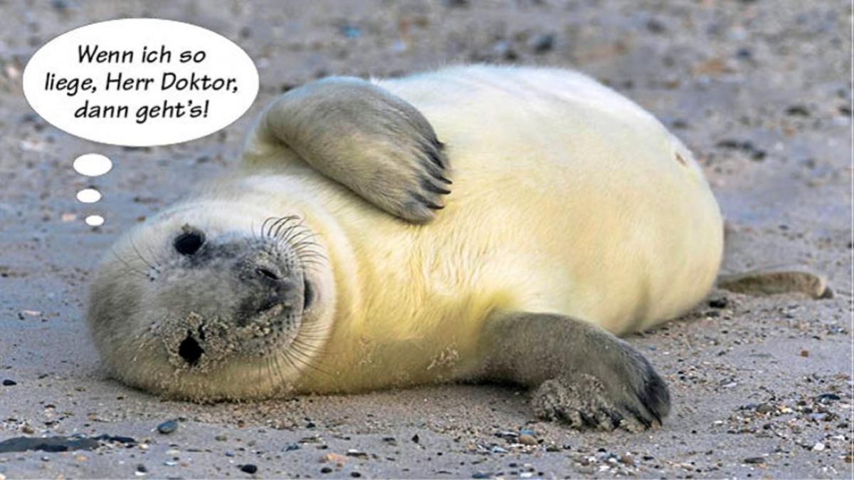 Tierische Sprüche SHZ