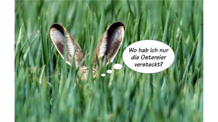 Wer sagt&amp;#39;s denn? Hase | NOZ
