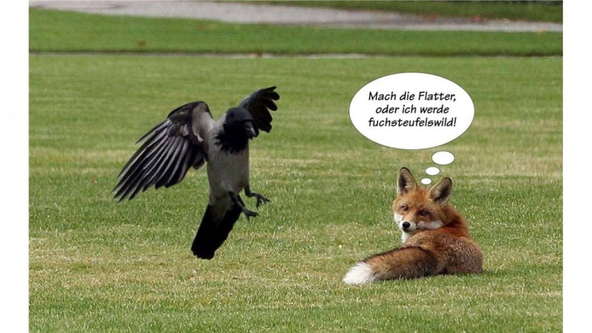 Tierische Sprüche NOZ