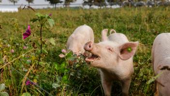 Kamp-Lintfort, Nordrhein-Westfalen, Deutschland - Oekolandbau NRW, Bioschweine, Weideschweine, Freilandschweine leben au