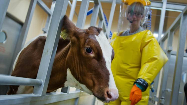 Mecklenburg-Vorpommern: Die Tierarztin des Friedrich-Loeffler-Instituts, Anne Balkema-Buschmann, überprüft im Forschungsstall der Sicherheitsstufe L4 auf der Insel Riems die Haltung eines Kalbes. Die neuen Hochsicherheitslabore des Instituts für Tiergesundheit sind bereit für die Forschung. dpa