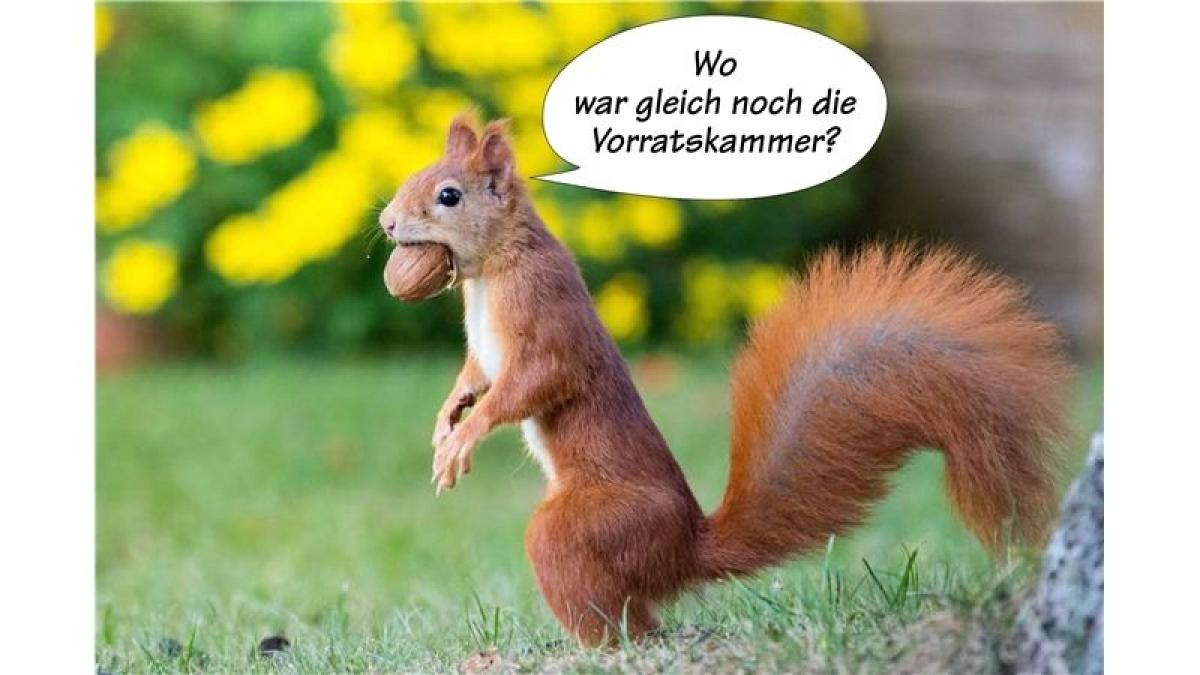 58+ Tierische Freunde Sprüche, Tiere sind das beste lebenselexier!