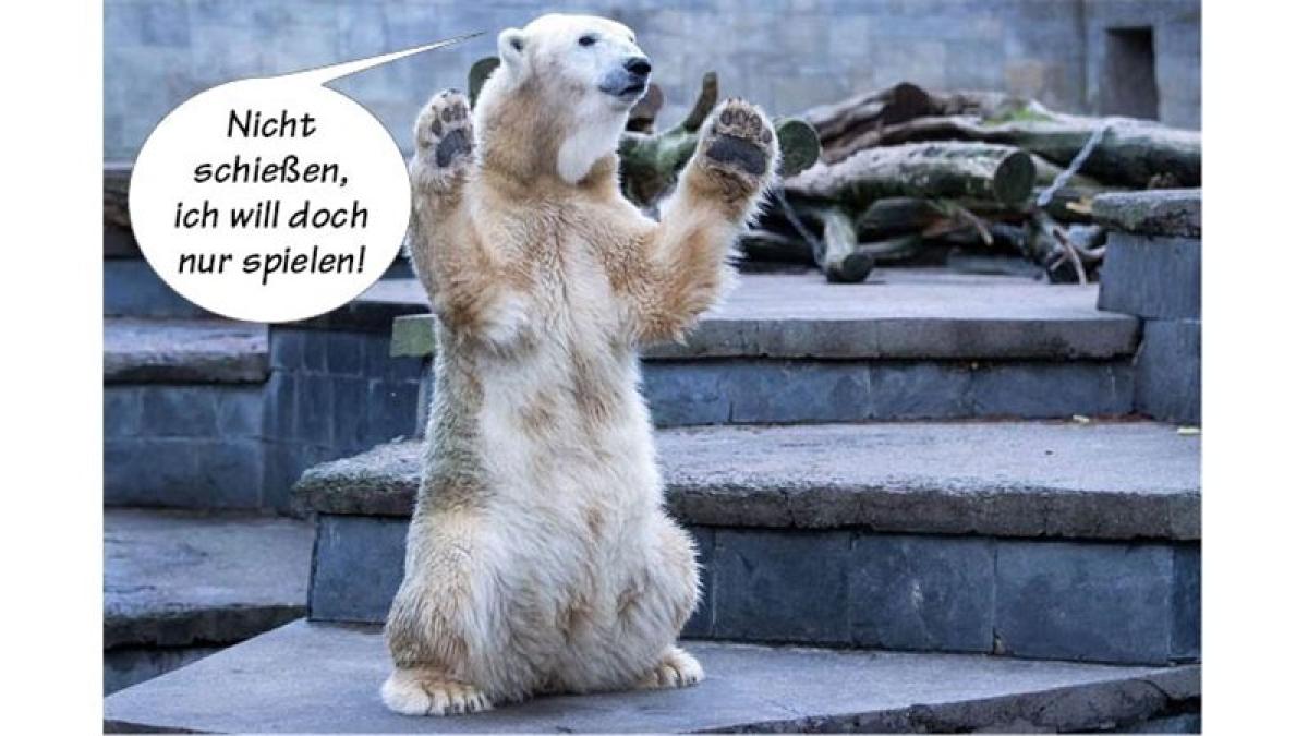Tierische Sprüche NOZ